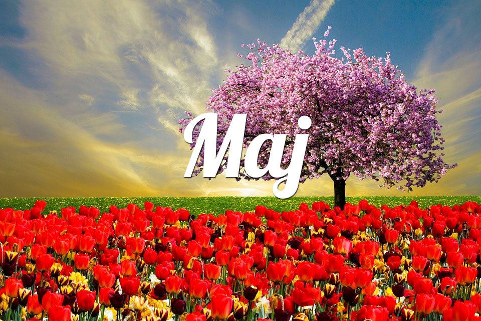 Lew Maj 2025